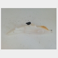 VASO DE EXPANSION (4#) HONDA CB 600 F HORNET '07/'13 4